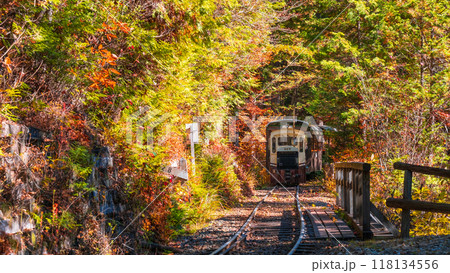 赤沢自然休養林:赤沢森林鉄道トロッコ列車 赤沢自然休養林:赤沢森林鉄道トロッコ列車 118134556