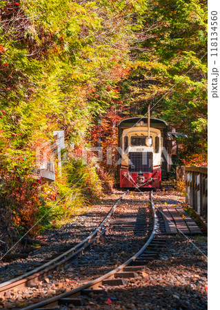 赤沢自然休養林：赤沢森林鉄道トロッコ列車 118134560