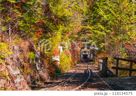 赤沢自然休養林:赤沢森林鉄道トロッコ列車 赤沢自然休養林:赤沢森林鉄道トロッコ列車 118134575