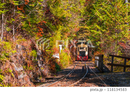 赤沢自然休養林：赤沢森林鉄道トロッコ列車 118134583