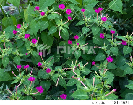 夏の野原に咲くオシロイバナのピンク色の花 118134621