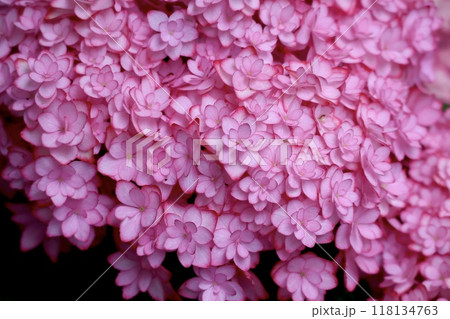 ピンクの紫陽花 118134763
