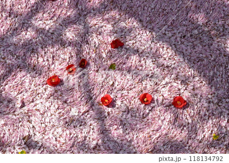 京都疏水 水面に浮かぶ桜の花びらと落ち椿 京都疏水 水面に浮かぶ桜の花びらと落ち椿 118134792