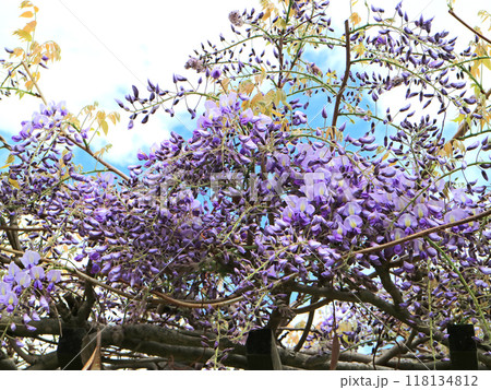 とうや湖ぐるっと彫刻公園内の鮮やかな藤の花 118134812