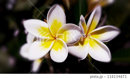 white and yellow frangipani flowers on dark background  118134871
