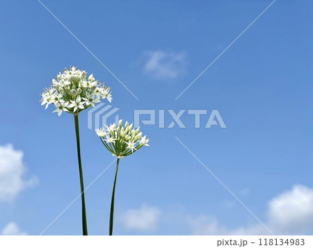 ニラの花と青空 118134983