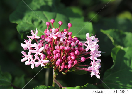 夏の庭に咲くボタンクサギのピンク色の花びらと赤紫色の蕾 118135064