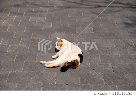 Chubby cat lying on the floor Chubby cat lying on the floor 118135150