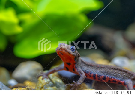 アカハライモリのアップ 118135191