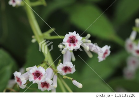 秋の野原に咲くヘクソカズラの白い花びらに中心が赤い花 秋の野原に咲くヘクソカズラの白い花びらに中心が赤い花 118135220