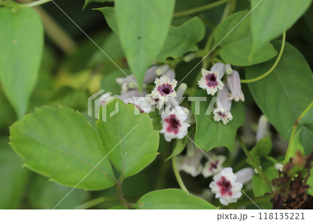 秋の野原に咲くヘクソカズラの白い花びらに中心が赤い花 秋の野原に咲くヘクソカズラの白い花びらに中心が赤い花 118135221