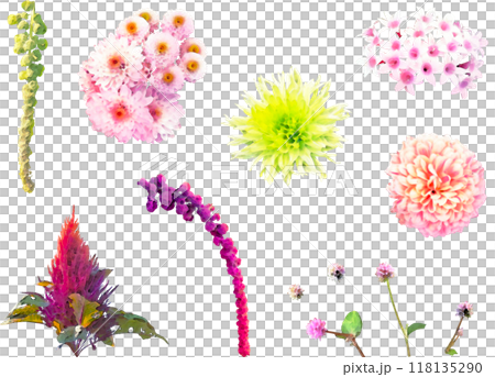 Autumn flowers - chrysanthemum, amaranth illustration material set Autumn flowers - chrysanthemum, amaranth illustration material set 118135290