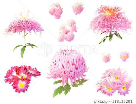 秋の花-菊のイラスト素材セット1(ピンク) 秋の花-菊のイラスト素材セット1(ピンク) 118135291