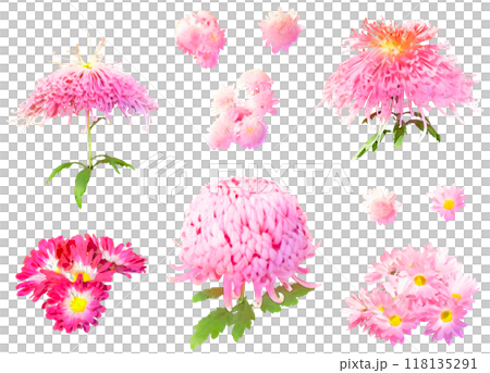 秋の花-菊のイラスト素材セット1(ピンク) 秋の花-菊のイラスト素材セット1(ピンク) 118135291