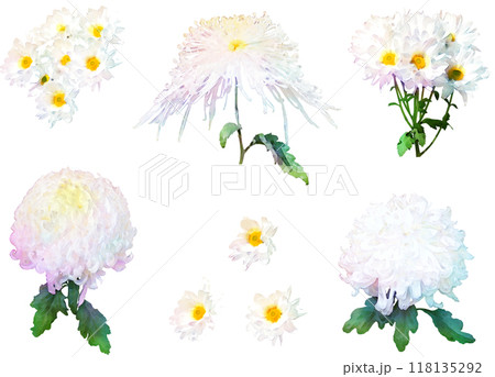 秋の花-菊のイラスト素材セット2(白) 秋の花-菊のイラスト素材セット2(白) 118135292