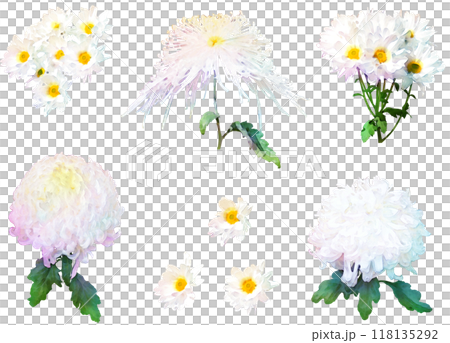 秋の花-菊のイラスト素材セット2(白) 秋の花-菊のイラスト素材セット2(白) 118135292