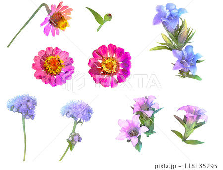 秋の花-竜胆、百日草のイラスト素材セット 118135295