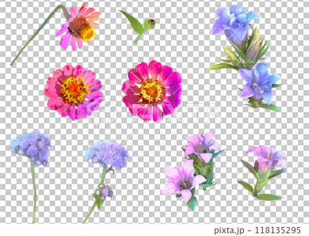 秋の花-竜胆、百日草のイラスト素材セット 118135295