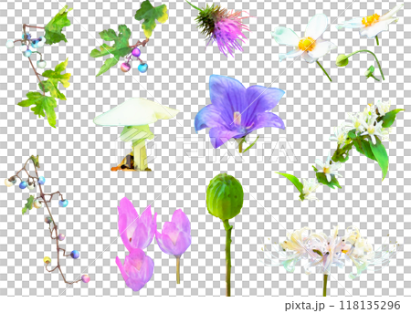 Autumn wildflower illustration set 118135296