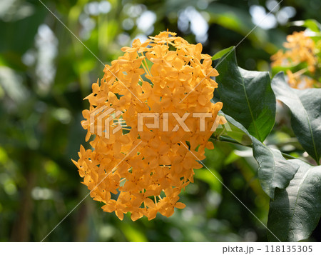 オレンジ色の美しいイソクラの花 オレンジ色の美しいイソクラの花 118135305