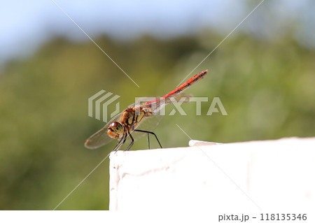 とんぼ, 昆虫, 虫, 枝, 木, 秋, 羽, トンボ, 生き物, 自然, 葉, 生物, 緑, 野生 118135346