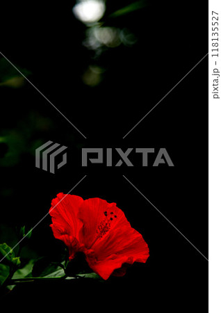 赤いハイビスカス 赤いハイビスカス 118135527