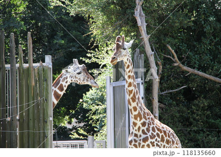 大阪天王寺動物園の夏 大阪天王寺動物園の夏 118135660