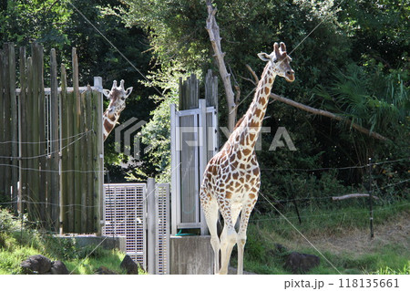 大阪天王寺動物園の夏 大阪天王寺動物園の夏 118135661