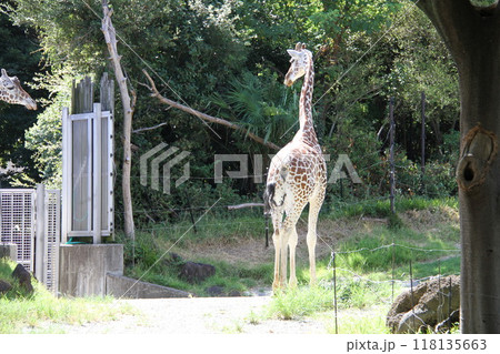 大阪天王寺動物園の夏 大阪天王寺動物園の夏 118135663