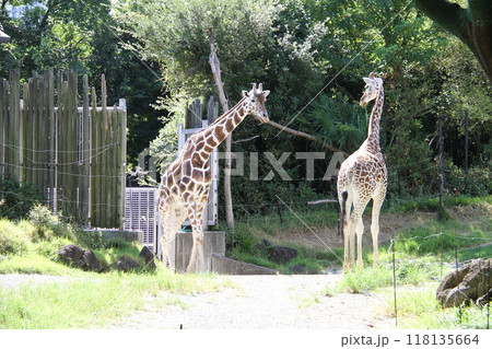 大阪天王寺動物園の夏 大阪天王寺動物園の夏 118135664