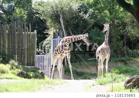 大阪天王寺動物園の夏 大阪天王寺動物園の夏 118135665