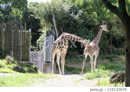 大阪天王寺動物園の夏 118135670