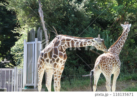 大阪天王寺動物園の夏 118135671