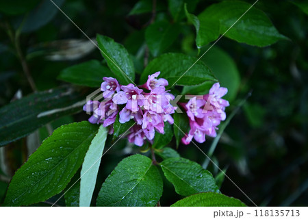 平標山、仙ノ倉山登山、群馬県 118135713