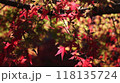 紅葉 118135724