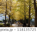 いち銀杏　秋　公園　いちょう 118135725