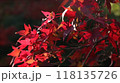 紅葉 118135726