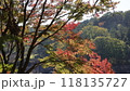 紅葉 118135727