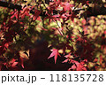 紅葉 118135728