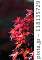 紅葉 118135729