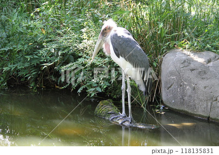 大阪天王寺動物園の夏 118135831