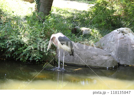 大阪天王寺動物園の夏 118135847