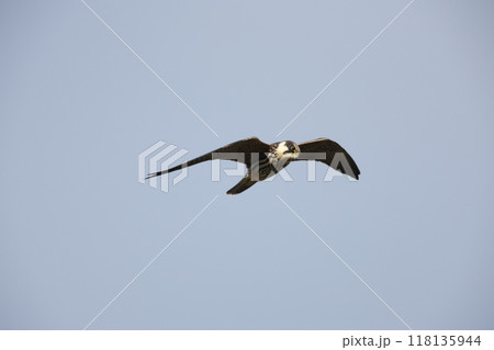 チゴハヤブサ 118135944