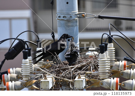 電柱の上の巣で、ヒナにエサを与えるカラス 電柱の上の巣で、ヒナにエサを与えるカラス 118135973