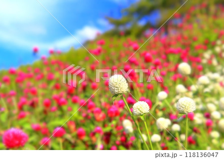 爽やかな青空と白花千日紅 爽やかな青空と白花千日紅 118136047