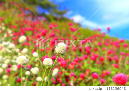 爽やかな青空と白花千日紅 爽やかな青空と白花千日紅 118136048
