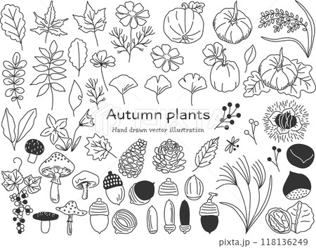 シンプルな秋の植物の線画素材セット シンプルな秋の植物の線画素材セット 118136249