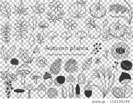 シンプルな秋の植物の線画素材セット シンプルな秋の植物の線画素材セット 118136249