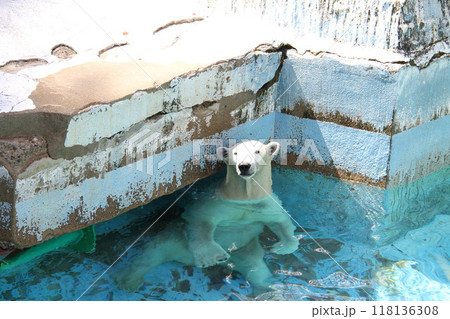 大阪天王寺動物園の夏 大阪天王寺動物園の夏 118136308