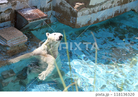 大阪天王寺動物園の夏 大阪天王寺動物園の夏 118136320